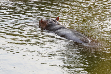The hippopotamus is swim and rest In the river