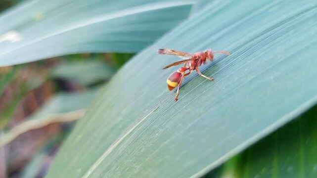 Hornets are the largest of the eusocial wasps, and are similar in appearance to their close relatives the yellow jacket wasp. Some species can reach up to 5.5 cm in length