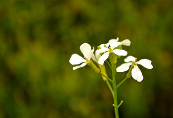 białe kwiaty rosliny z rodziny kapustowatych (Brassicaceae), dzikie białe kwiaty (probably Cardamine pratensis), 