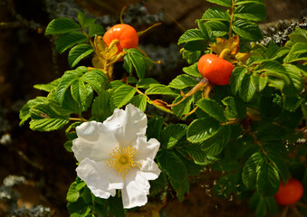 czerwone, dojrzałe owoce róży pomarszczonej i biała róża na pedzie, krzew róży pomarszczona, Rosa rugosa, red ripe fruits of beach rose and white flower rose in nature, Red fruits of rosa rugosa © kateej