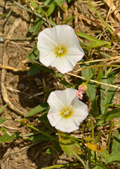 dziki wilec, biały kwiat dzikiego wilca, Ipomoea imperati , Ipomoea pes-caprae flower on the...