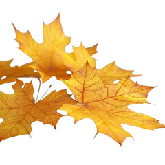 Fototapeta premium Close-up of Three Golden Autumn Leaves Against a Black Background