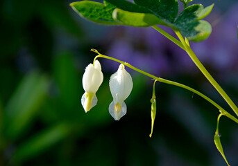 Białe serduszka okazałe, serduszka okazała, ładniczka okazała, biskupie serce, serce Jasia, (Lamprocapnos spectabilis), bleeding heart, Asian, krople rosy na kwiatach serduszek © kateej
