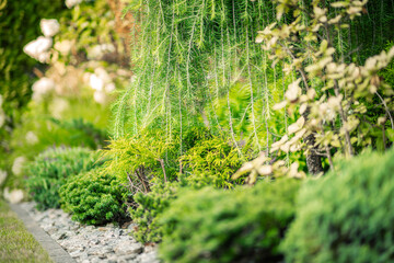 Lush Garden Display Featuring Various Vibrant Plants and Shrubs in a Serene Outdoor Space