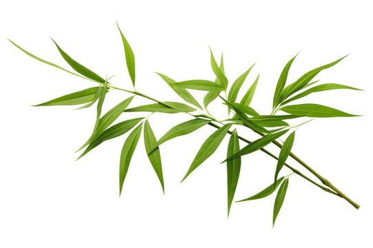PNG Tropical bamboo leaves plant herbs leaf.