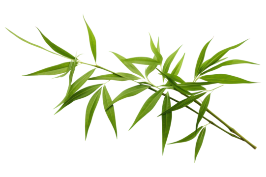 PNG Tropical bamboo leaves plant herbs leaf.