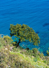Tree on the cliff