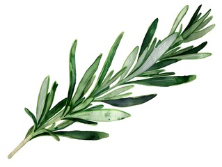 Obraz premium Watercolor Rosemary Leaf in Deep Green Isolated on White Background