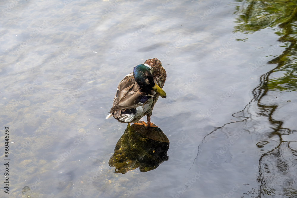 Wall mural male mallard duck standing in the river with reflection