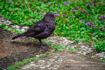 close up portrait of a female Blackbird Turdus merula	