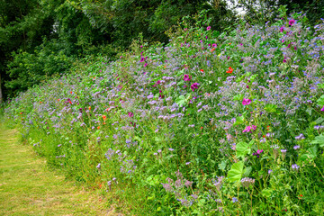 colourful border filled with wildflowers