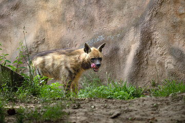 The striped hyena (Hyaena hyaena), a young Arabian hyena with its tongue sticking out.
