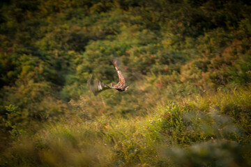 a flying black grouse hen on the mountains at a autumn day
