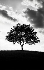 Obraz premium A solitary tree silhouette against a dramatic sky, evoking tranquility and nature's beauty in black and white.