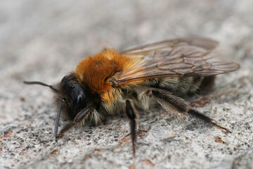 Closeup on a female Grey-patched mining bee, Andrena nitida, infected with a Stylops melitta parasite
