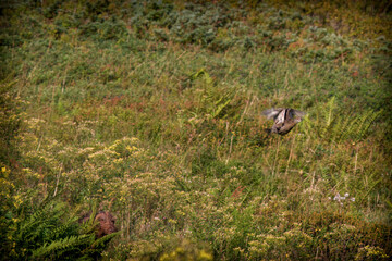 Obraz premium a flying black grouse hen on the mountains at a autumn day