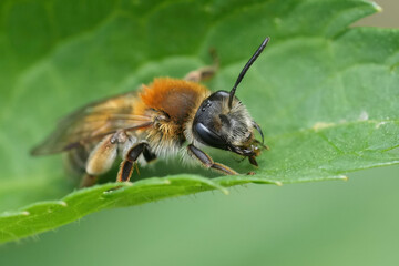 Closeup on a Coppice Mining Bee, Andrena helvola sitting on a green leaf