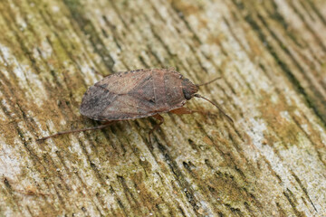 Closeup on a rare brown European seed bug, Emblethis denticollis