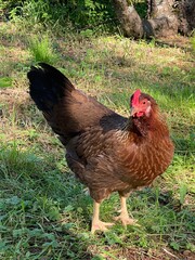 Brown chicken standing on green grass.