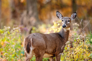 An alert white-tailed deer in mid-October near Hartford, Wisconsin