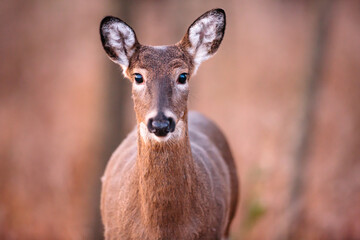 A white-tailed doe, looking directly into the camera in early November near Hartford, Wisconsin