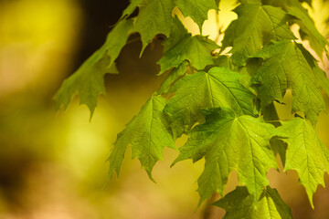 A close-up of the maple branch and leaves in mid-May within the Pike Lake Unit, Kettle Moraine State Forest, Hartford, Wisconsin