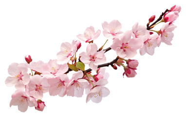 PNG Pink cherry blossom flower plant white.