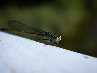 dragonfly on a leaf
