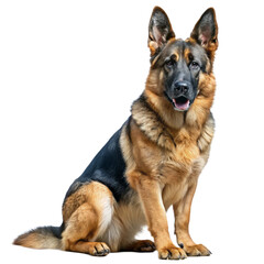 Alsatian dog with a transparent background