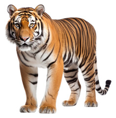 Fototapeta premium PNG Bengal tiger wildlife animal mammal.