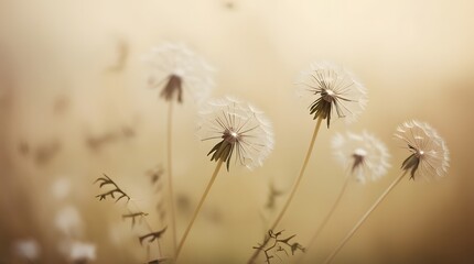Obraz premium dandelions in the wind, Space background