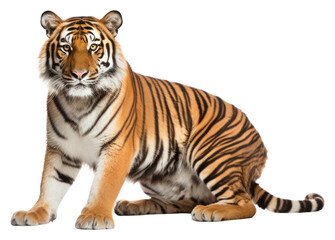 Obraz premium PNG Bengal tiger wildlife animal mammal.