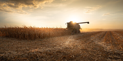 Combine harvester working in a corn field