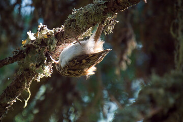 eurasian treecreeper, certhia familiaris, on a branch from a spruce with lichens at a sunny autumn morning