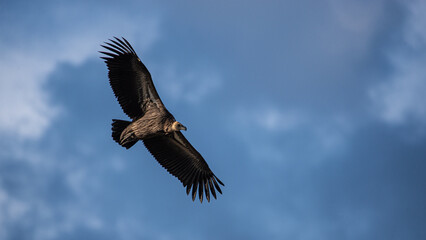 White-backed vulture