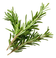 Fototapeta premium Rosemary sprigs on white background, cut out - stock png.