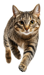 Excited tabby cat jumping indoors, cut out - stock png.