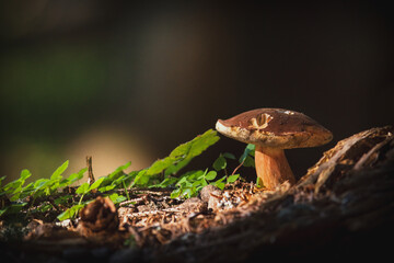 imleria badia on the forest floor at a autumn day