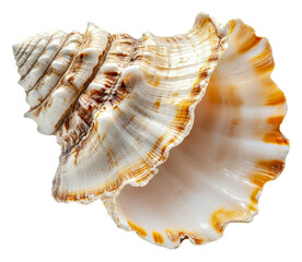 Beautiful spiral shell resting on a sandy beach, cut out - stock png.