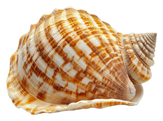 Obraz premium Beautiful seashell resting on a white surface, cut out - stock png.