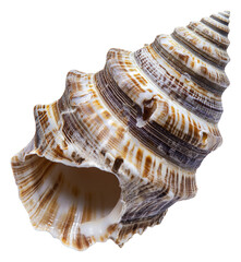 Obraz premium Beautiful spiral shell found on a sandy beach, cut out - stock png.