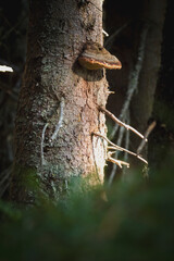 tinder fungus, fomes fomentarius, is growing on a spruce stem