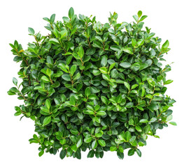 Obraz premium Lush green shrub showcasing vibrant foliage growth, cut out - stock png.