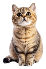 Obraz premium Adorable tabby cat sitting on a white background, cut out - stock png.