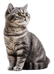 Obraz premium Gray tabby cat sitting gracefully indoors, cut out - stock png.