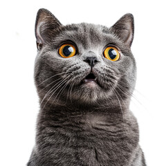 A surprised gray cat gazes with wide eyes, cut out - stock png.