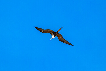 Fregat birds flock fly blue sky clouds background in Mexico.