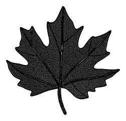 Naklejka premium Detailed illustration of a maple leaf outline, cut out - stock png.
