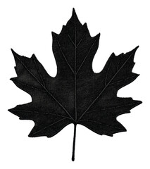 Maple leaf silhouette on white, cut out - stock png.