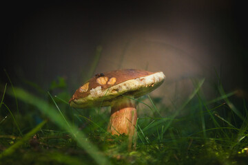 imleria badia on the forest floor at a autumn day